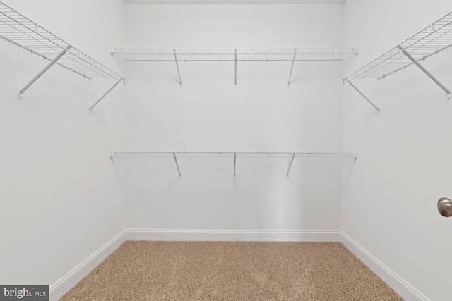 walk in closet featuring carpet floors