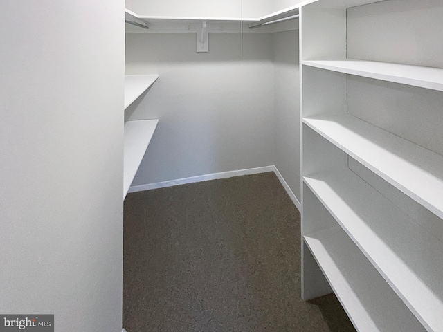 walk in closet with carpet floors