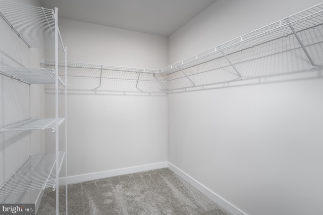 spacious closet featuring carpet flooring