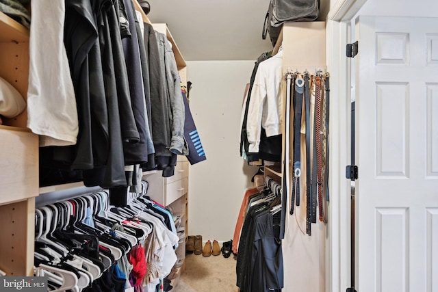 walk in closet featuring carpet flooring