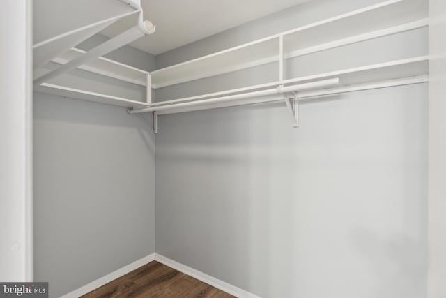 spacious closet featuring dark wood-type flooring