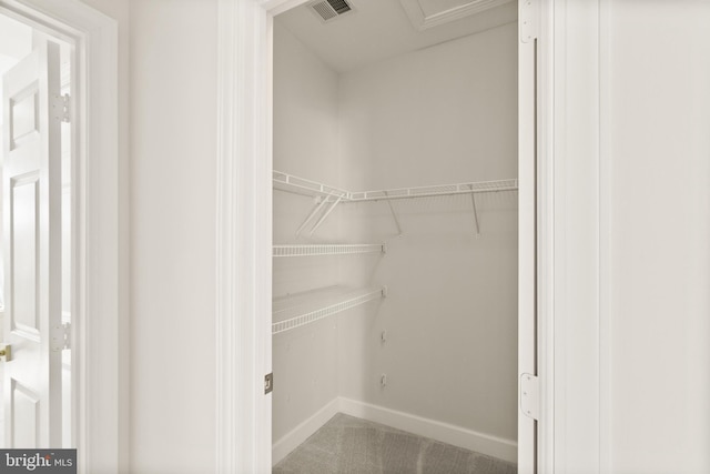 walk in closet featuring carpet floors