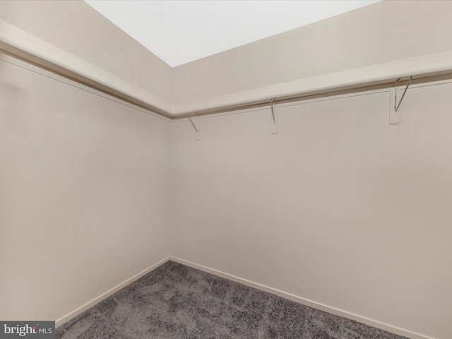 walk in closet featuring carpet flooring