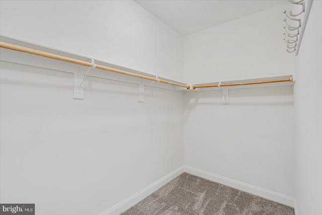 spacious closet featuring carpet flooring