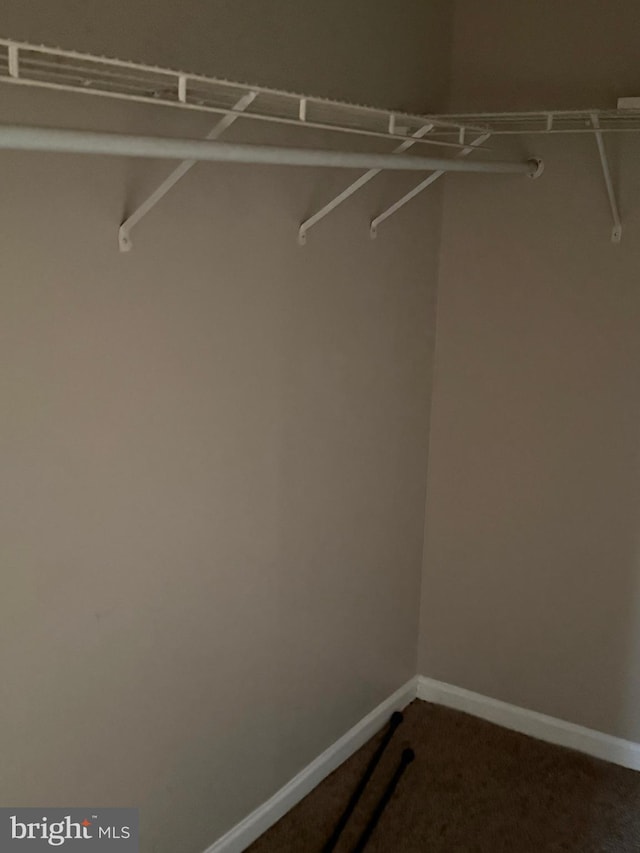 walk in closet featuring carpet floors