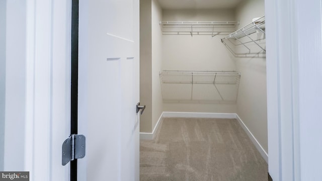 spacious closet featuring light colored carpet