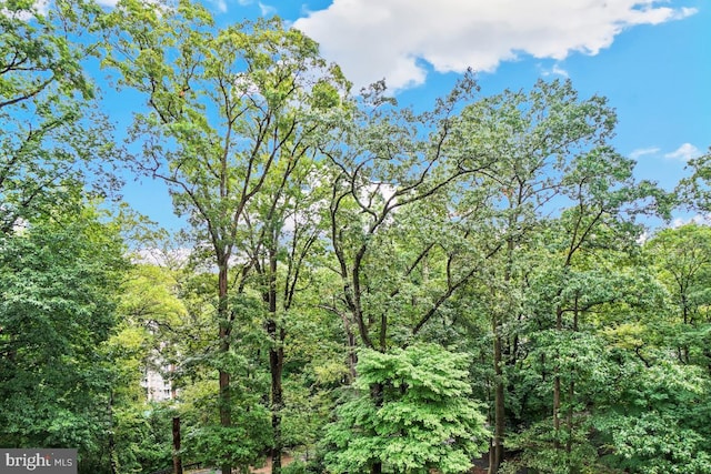 view of local wilderness