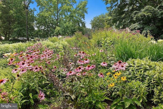 view of local wilderness