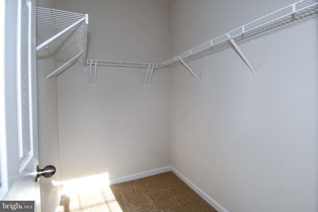 walk in closet featuring carpet