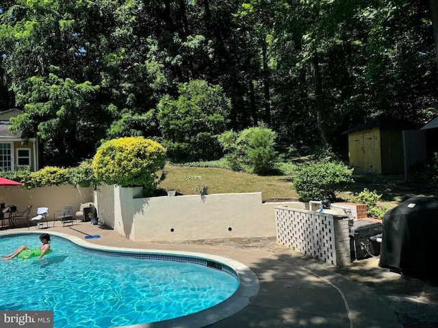 view of pool with a grill, a patio area, and a shed