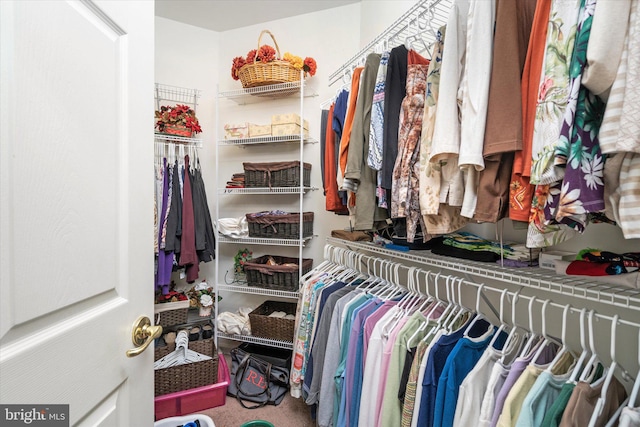 spacious closet featuring carpet flooring