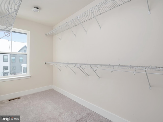 walk in closet with carpet flooring