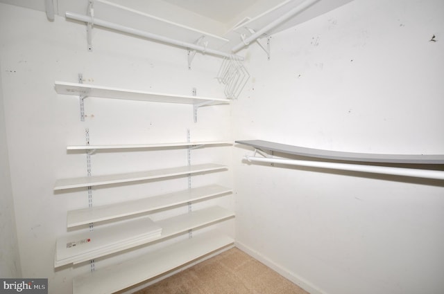 spacious closet featuring carpet flooring