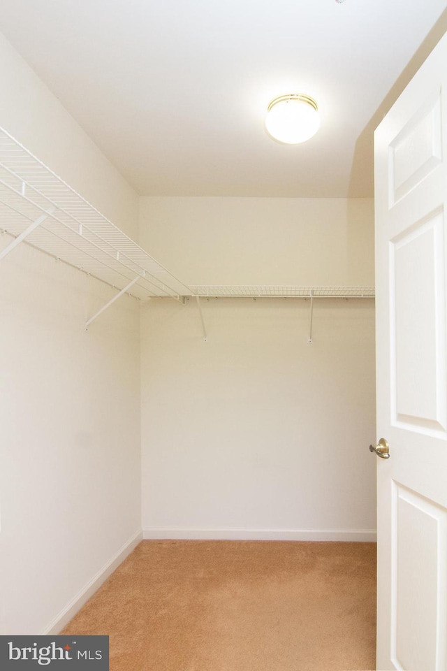 spacious closet featuring light colored carpet