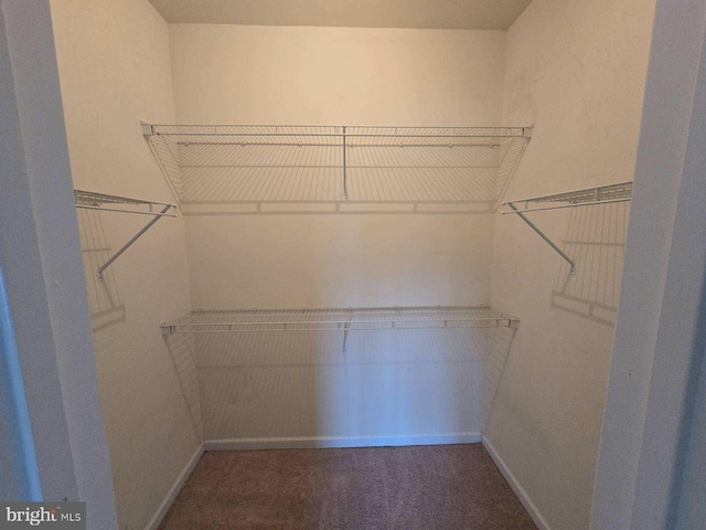 spacious closet featuring carpet flooring