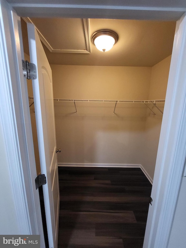 spacious closet featuring dark hardwood / wood-style floors