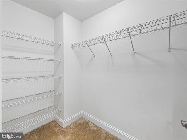 walk in closet with carpet