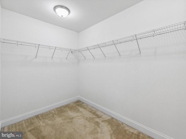 walk in closet featuring carpet flooring