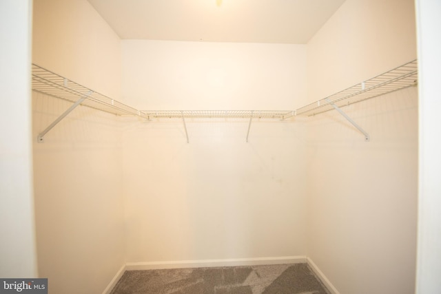 spacious closet featuring carpet