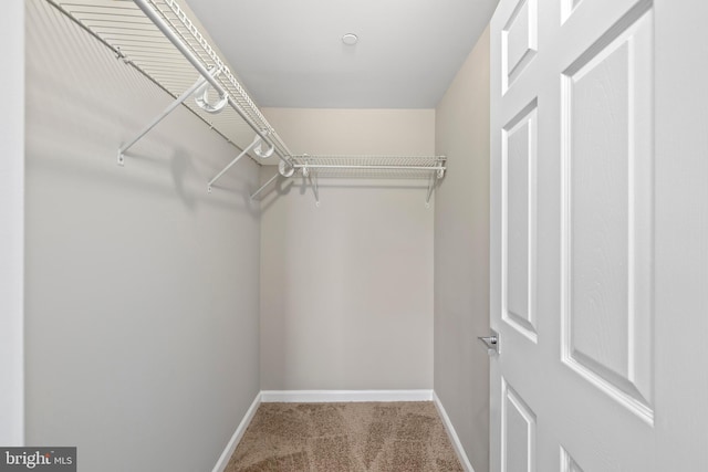 spacious closet featuring carpet flooring