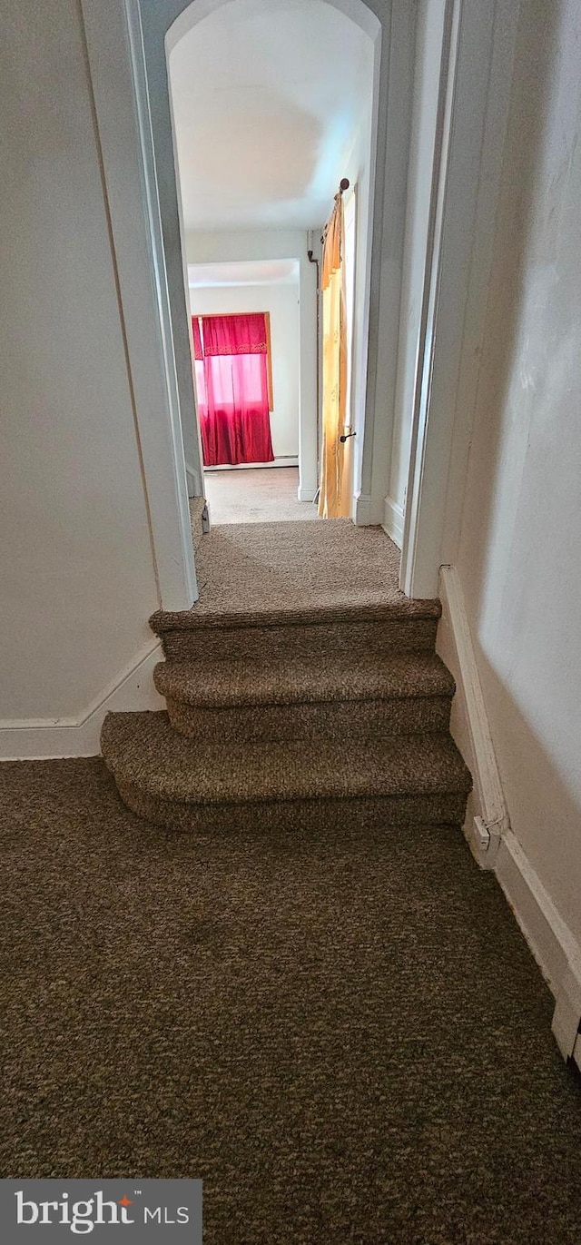 staircase featuring carpet floors