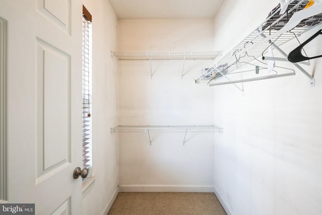 walk in closet featuring carpet