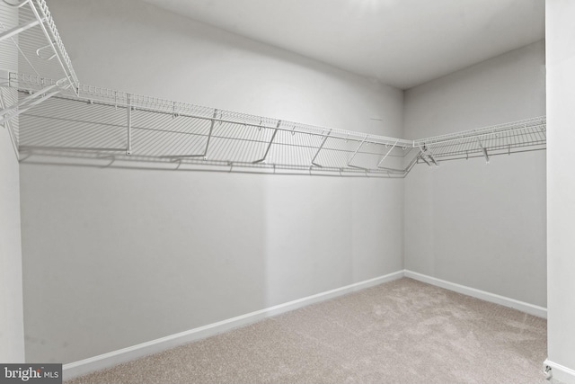 spacious closet featuring carpet flooring