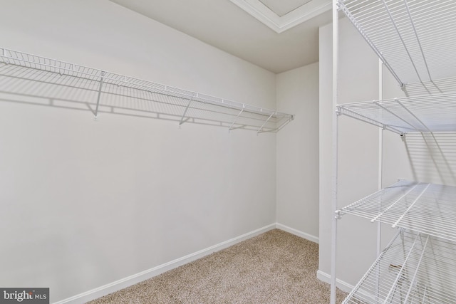 spacious closet with carpet flooring