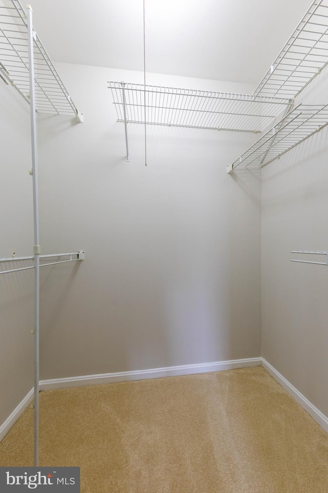 walk in closet featuring carpet floors