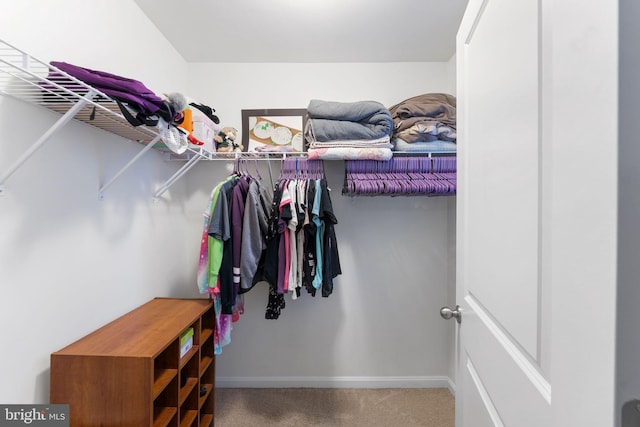 walk in closet with carpet floors