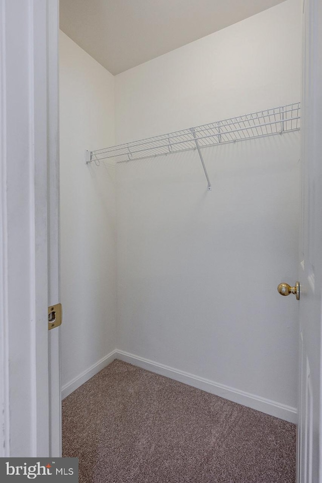 spacious closet featuring carpet