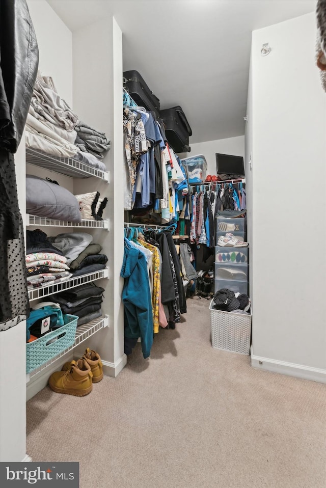 walk in closet with carpet floors