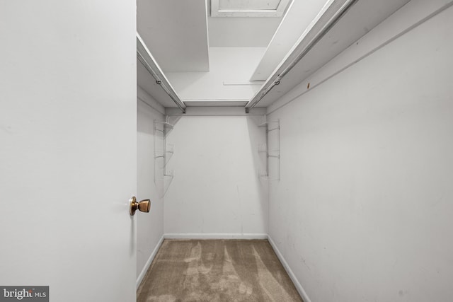 spacious closet featuring carpet