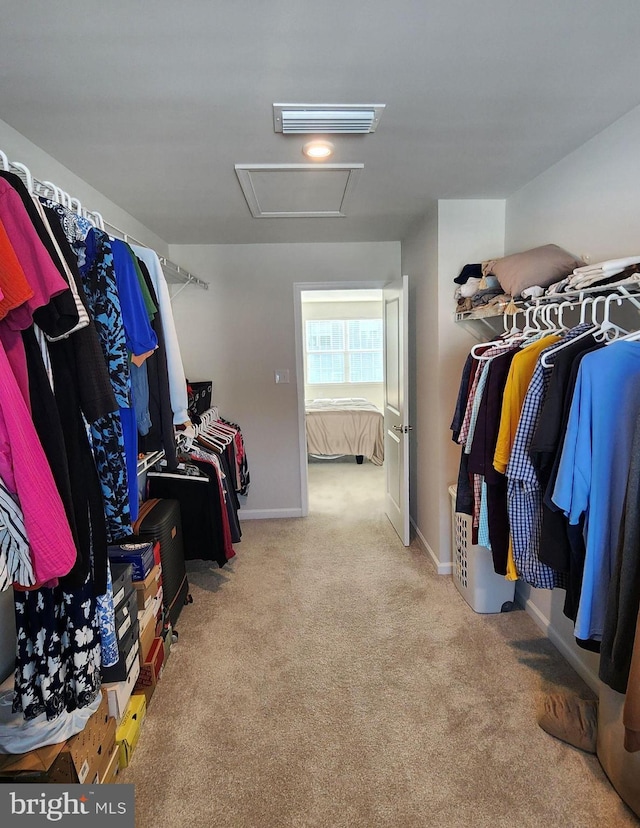 walk in closet with carpet flooring