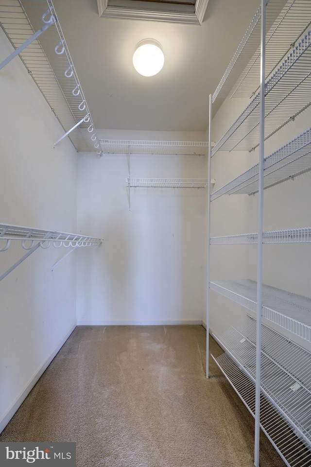 spacious closet featuring carpet floors