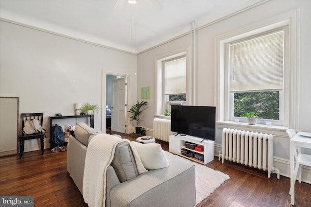 living room featuring ceiling fan, dark hardwood / wood-style flooring, and radiator