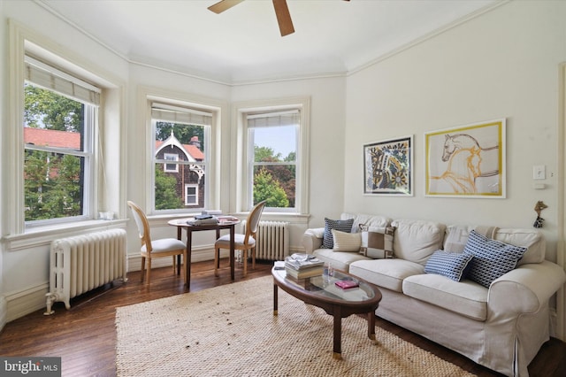 living room featuring radiator heating unit, dark hardwood / wood-style floors, ceiling fan, and crown molding