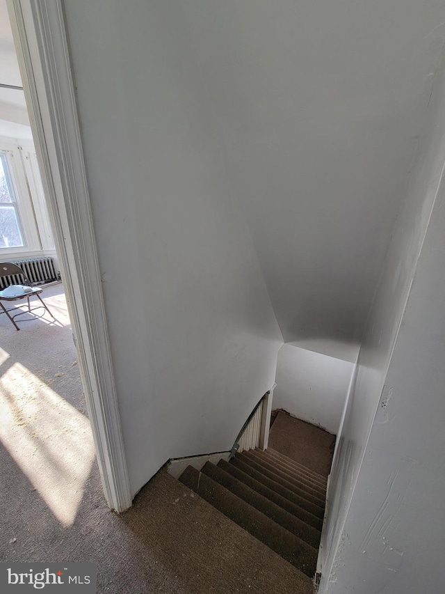 staircase featuring carpet floors