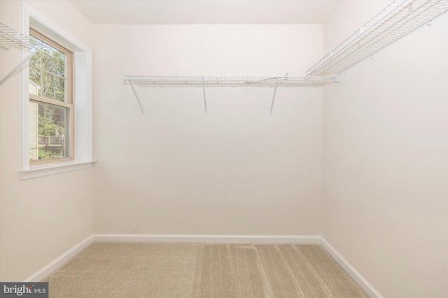 walk in closet with carpet