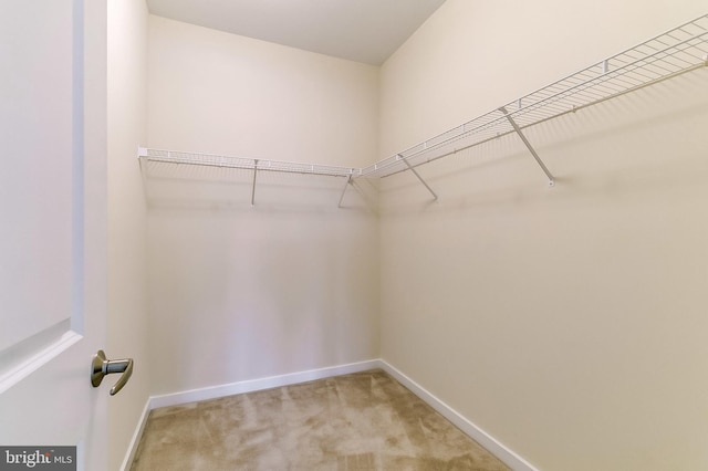 spacious closet featuring carpet