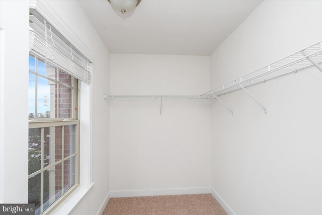 walk in closet featuring carpet floors