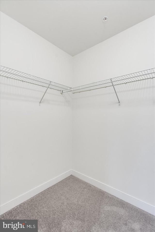 spacious closet with carpet floors