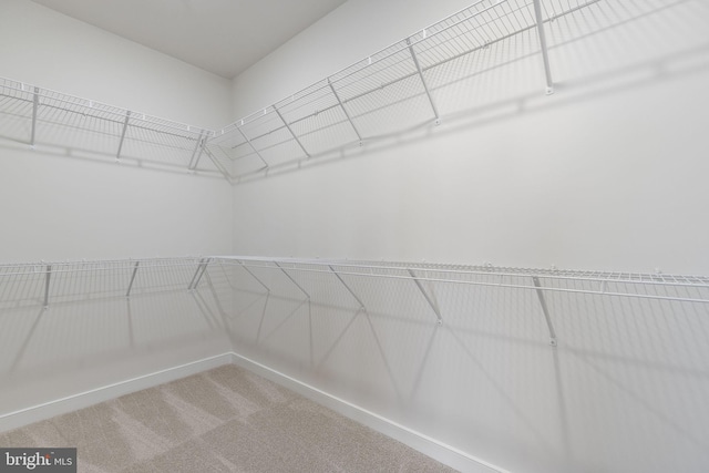 walk in closet with carpet