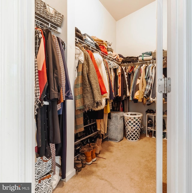 walk in closet with carpet floors