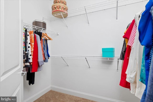 spacious closet featuring carpet flooring