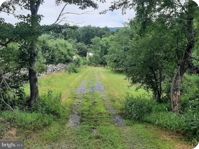 view of local wilderness