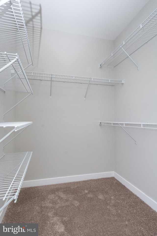 spacious closet featuring carpet