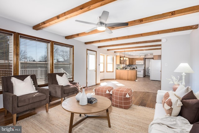 living area featuring beam ceiling, light wood-style flooring, and ceiling fan with notable chandelier