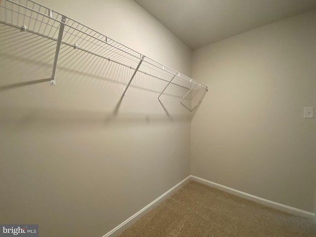 walk in closet featuring carpet flooring