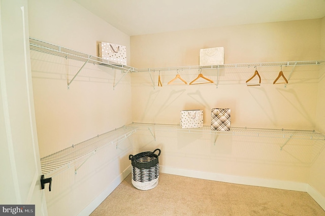 spacious closet featuring carpet floors